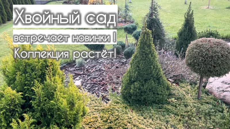 Утро в саду. Классика, которой ещё не было. Пополняю хвойную