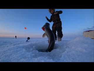 Огромные щуки на жерлицы в Якутии! Fishing pike Yakutia
