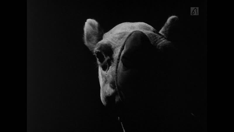 A Camel ( Ibrahim Shaddad,