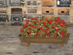 Cemetery Potted plants and flowers05
