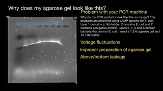 What caused such gel electrophoresis - explained