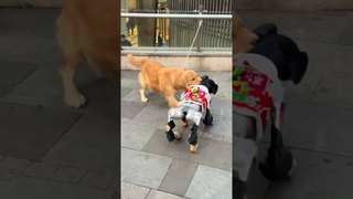 Sure enough, Xiaoshimi watched all the golden retrievers died. You fake dogs hahahahaha# #Machine