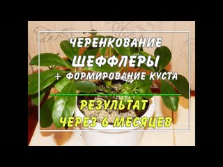 Шеффлера. Результат черенкования спустя 6 месяцев.