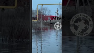 Приключение реального кабана в Южном Урале. Оренбург