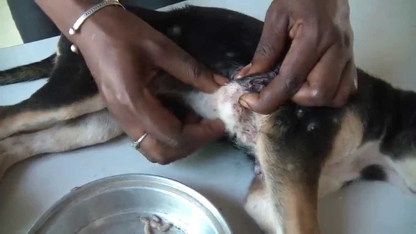 Jeffrey found a happy puppy, starring Mangoworms and