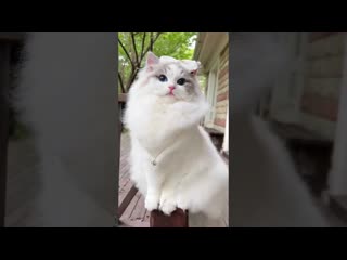 Красивые котики и кошки!