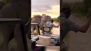 African Elephant Encounter 😱