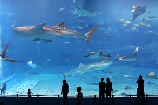 Kuroshio Sea - 2nd largest aquarium tank in the world - (song is Please don't go by Barcelona)