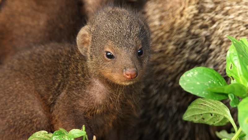 Mongooses Give Warthogs a Spa Day, Serengeti III, BBC