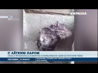 Крыса принимает душ  житель Перу снял видео