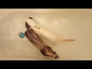 Хорьки и ванная