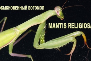 Обыкновенный богомол - Mantis religiosa