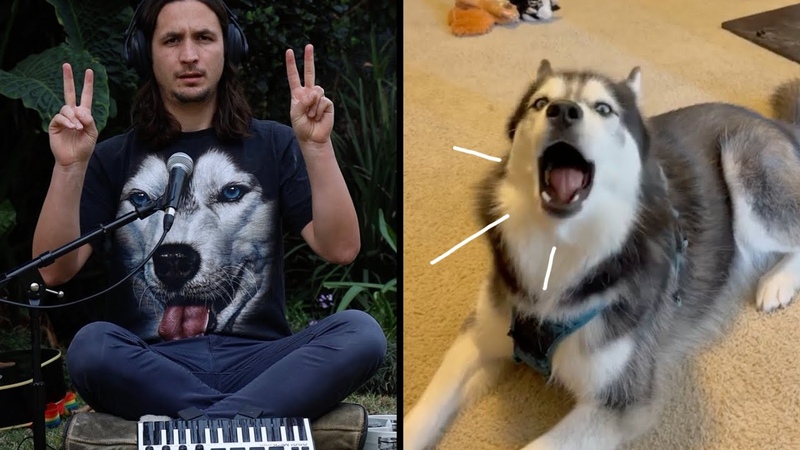 The Kiffness X Haiku The Husky Ancient Husky