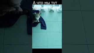 А что мы тут делаем мася #shorts #коты #мася