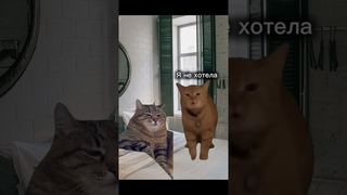 кися #футажи #fypviral #catmemes #cat #котики #мемыскотами #мемы #рекомендации insta@kotikontent
