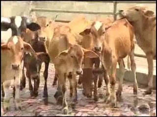 Banglar Krishi 66 (Aspora Gash, Cina Badam, Gobadi Posur Bikolpo Khabar) 03 12 2014