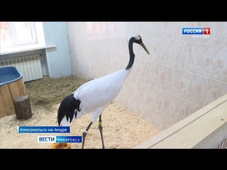 Благородный постоялец занял место кенгуру: в зооцентре Питон появился краснокнижный аист