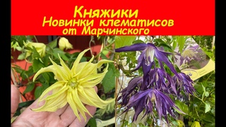 Clematis 'Golden Surprise, Clematis Blue Surprise. Клематисы (княжики-новинки) от Марчинского