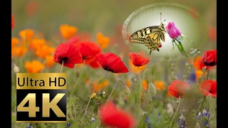 КРАСИВАЯ🌈 РАССЛАБЛЯЮЩАЯ🌺 МУЗЫКА🦋 (ПИАНИНО), МУЗЫКА ДЛЯ СНА, СПОКОЙНАЯ МУЗЫКА, РОМАНТИЧЕСКАЯ МУЗЫКА