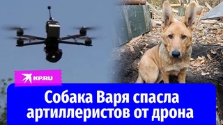 Собака Варя спасла артиллеристов от дрона