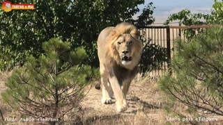 И снова здорова 😁 Львы Руслан, Султан и Гирей. Тайган. Lions life in Taigan.