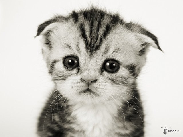 Виктор Шевчук | Омск