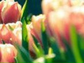 Елена Леошко | Санкт-Петербург