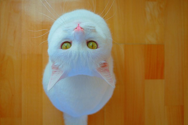 Яна Магей | Ужгород