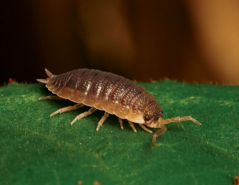 Станислав Светлаков | Азов