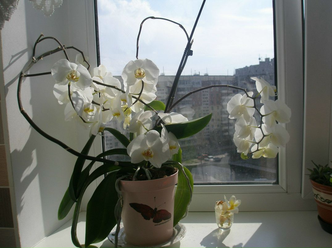 Татьяна Петрова ...(Бас)... | Днепр (Днепропетровск)