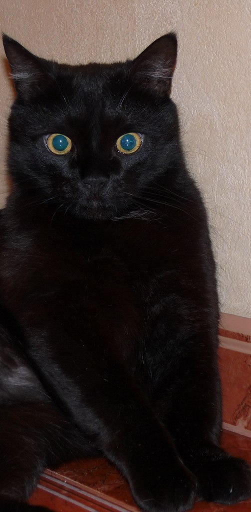 Slon Slon | Калининград