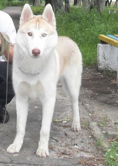 №11, Алексадр Пантелеев №11, Алексадр Пантелеев