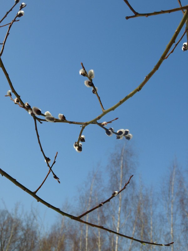 Наталья Михайская | Москва