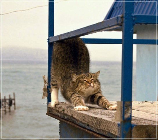 №68, Елена Андреева, Новосибирск №68, Елена Андреева, Новосибирск