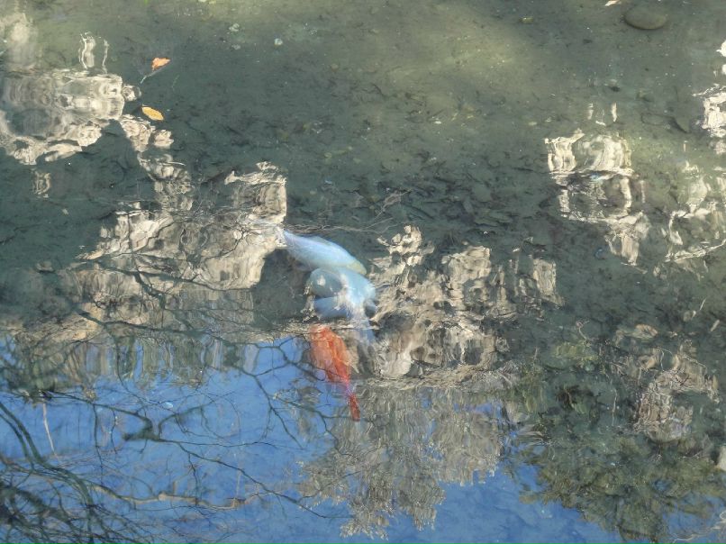 Andrej Markov | Avignon