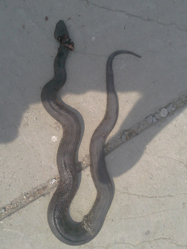 Павел Босхолов | Усть-Ордынский