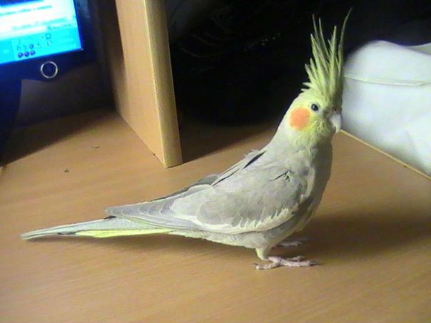 №21, Алена Степанова, Кириши №21, Алена Степанова, Кириши