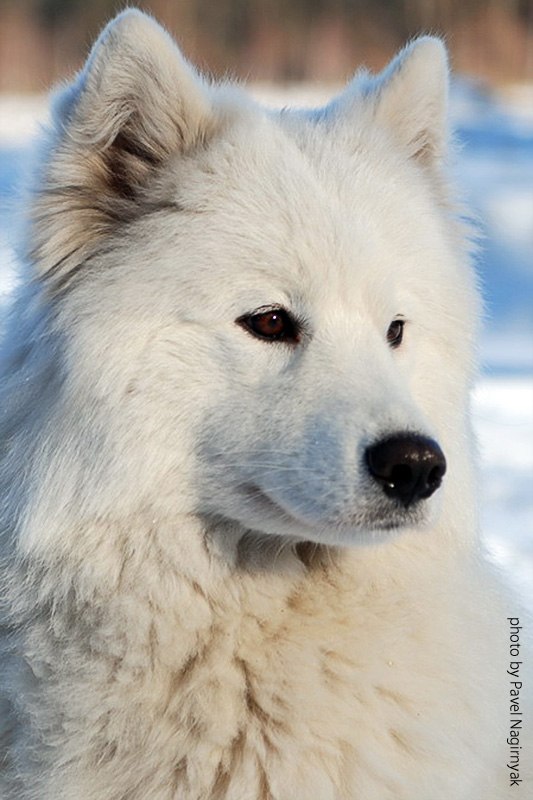 Павел Нагирняк | Киев