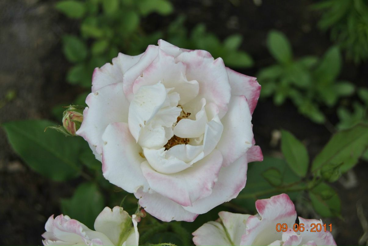 Татьяна Гуртовая | Харьков