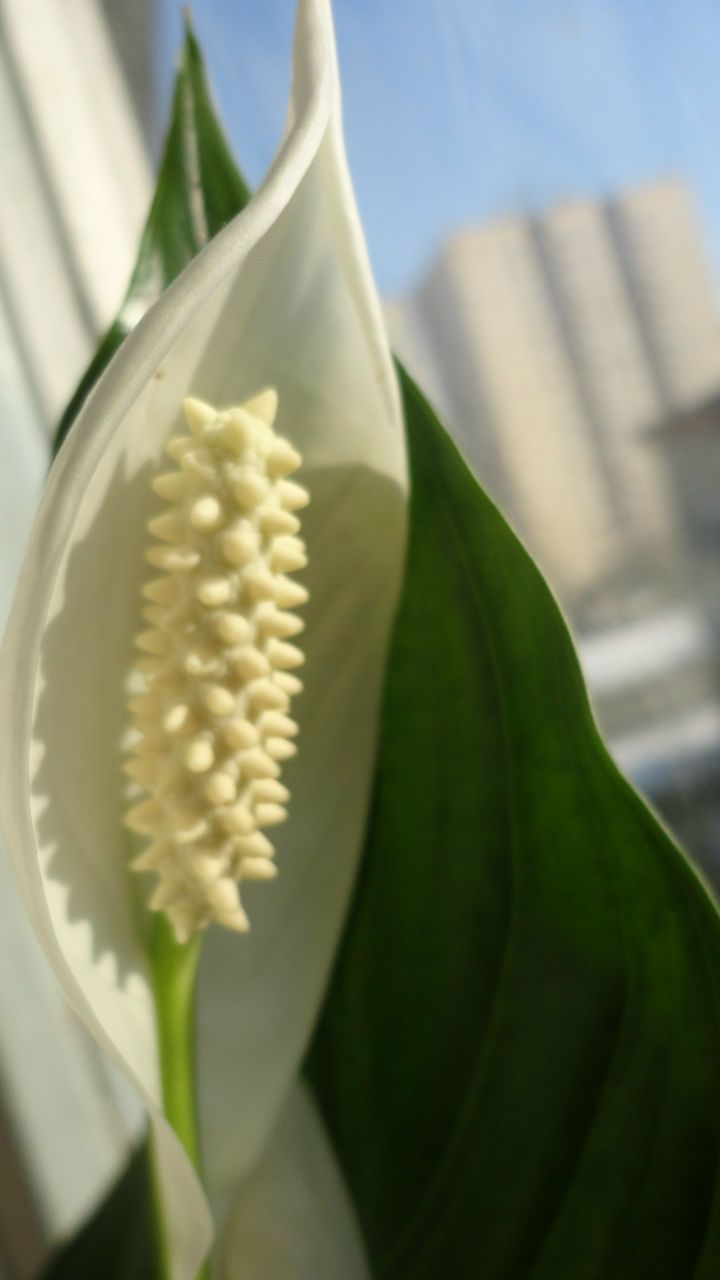 Ольга Рыбалкина | Санкт-Петербург