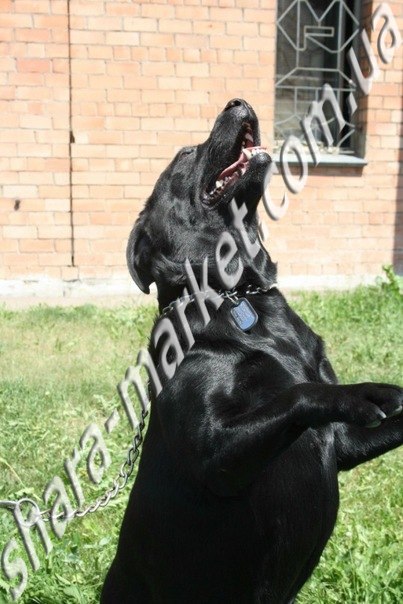 Лёха Адамович | Киев