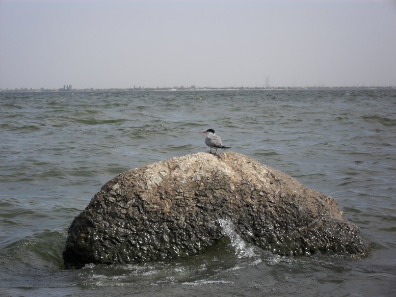 Владимир Соловьев .ιllιlι.ιl. | Волгоград