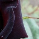 №5, Елена Ломакина, Wrocław №5, Елена Ломакина, Wrocław