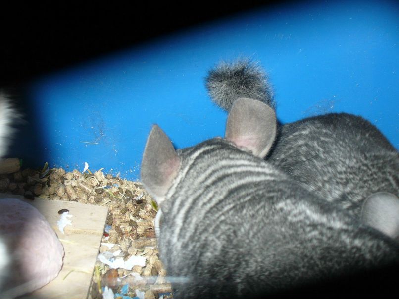 Галина Захарова *ГаЛиНкА* | Одесса