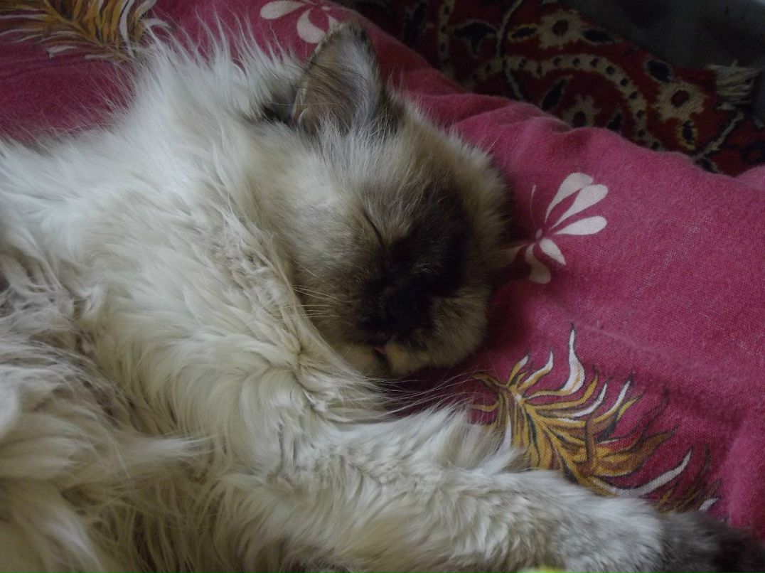 Анастасия Кличко | Новосибирск