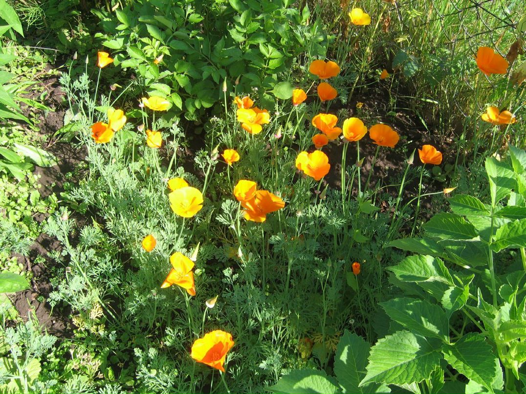 Роза Михайлова | Чебоксары (деревня)