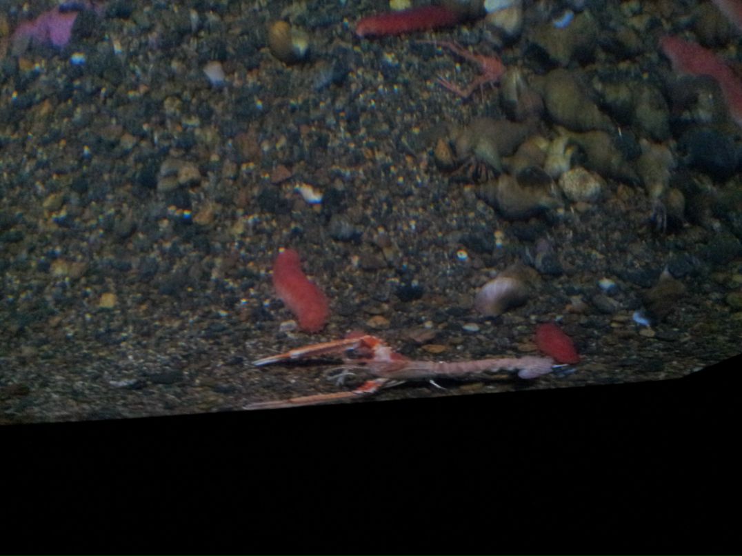 Ирина Дежан | Санкт-Петербург