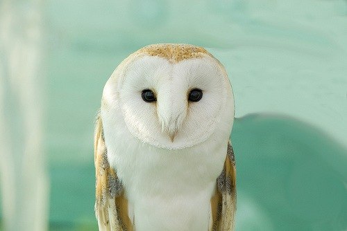 Владислав Манжес | Ростов-на-Дону