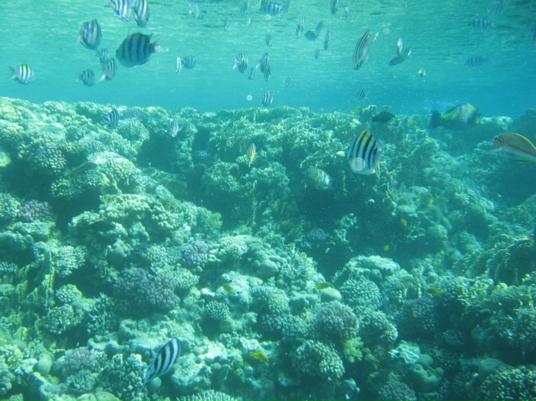 Надежда Кропачева | Киров