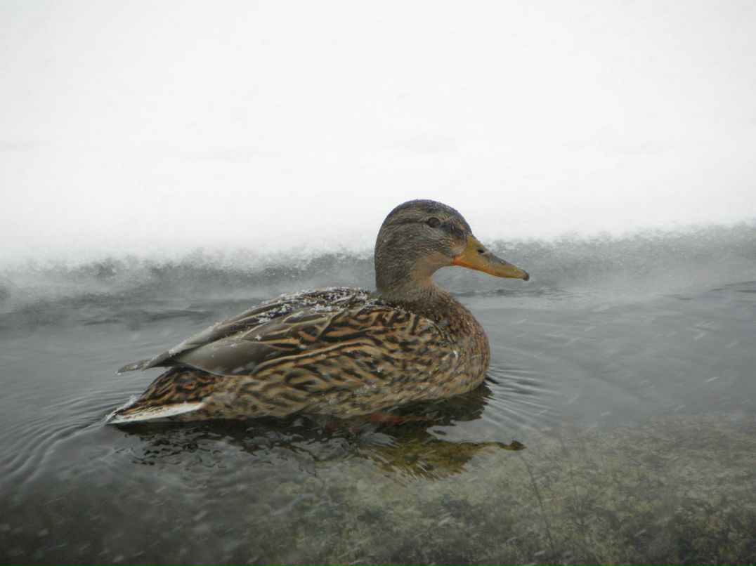 Виталик Линник | Белая Церковь